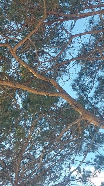 Красивый вид "Сопка Любви"Амурская область