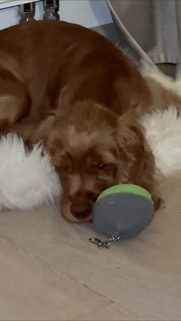 Спаниель Хантер