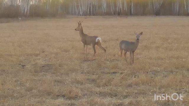 Лоси и косули в объективе квадрокоптера.