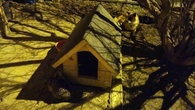 Кошка пёс будка ночь