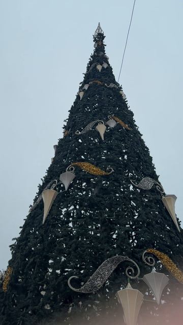 Елки в ноябре