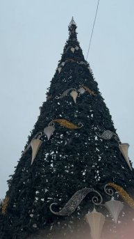 Елки в ноябре