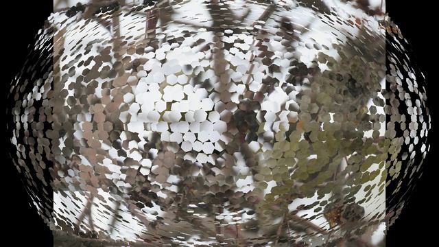 Эти милые щуры и клёсты - еловики лопают ранетки)