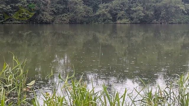 Почему в прудах и других водоемах исчезли ротаны? Главная причина от которой становится жутко.