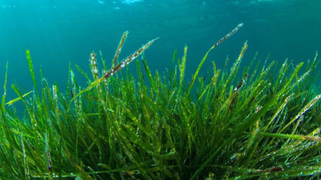 Спирулина - за или против, давайте разбираться...