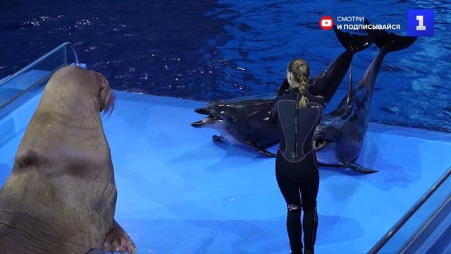 В Приморском океанариуме отпраздновали День моржа