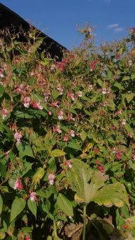 Живой забор из садового бальзамина в огороде очень удобно и красиво!