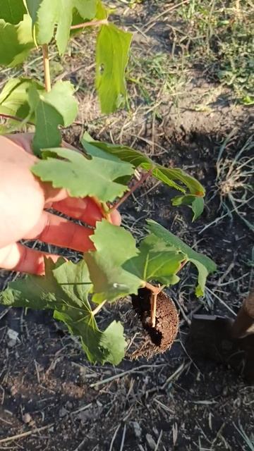 Мадагаскар, воздушные отводки, высадка в грунт, на постоянное место.