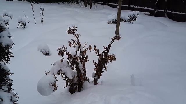 Когда обрезать флоксы