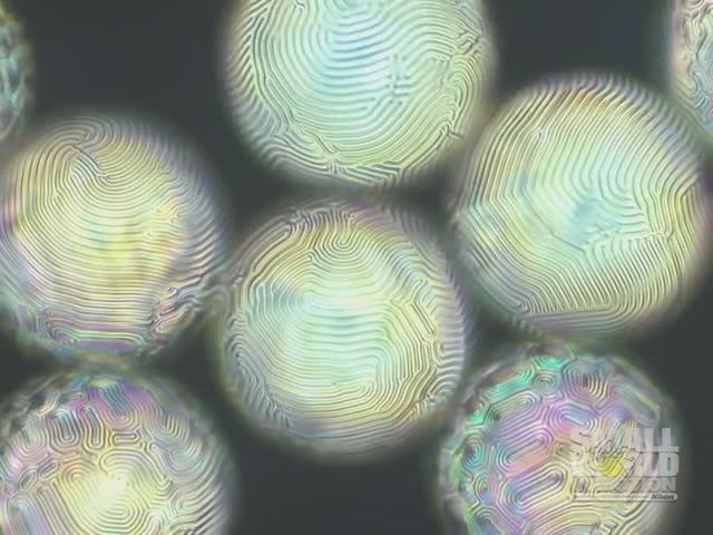 Nikon Small World in Motion