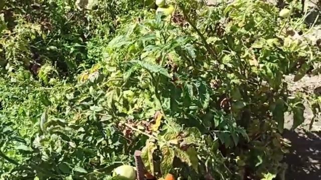 ФИТОСПОРИН ЛУЧШЕЕ ЛЕКАРСТВО В ОГОРОДЕ