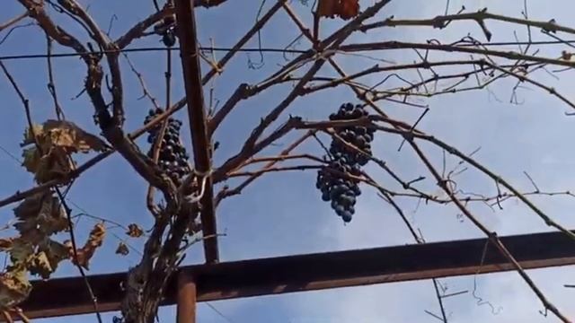 ХРАНЕНИЕ ВИНОГРАДА МОЛДОВА И ХУРМЫ