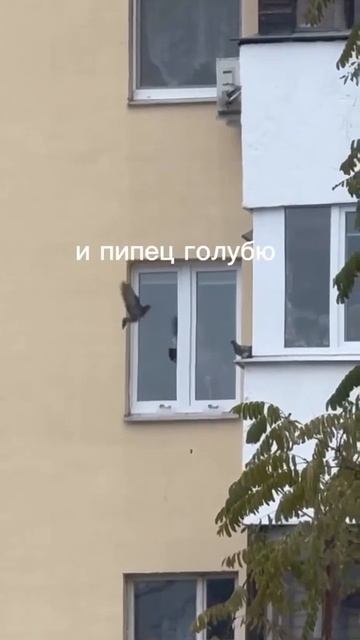 прикормила голубей #shorts