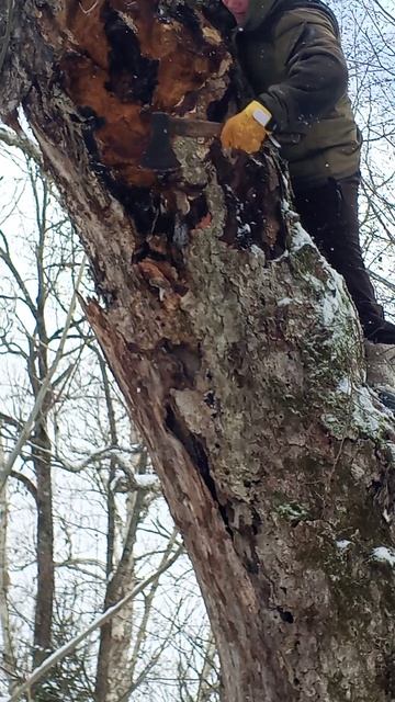 за чягой по снегу