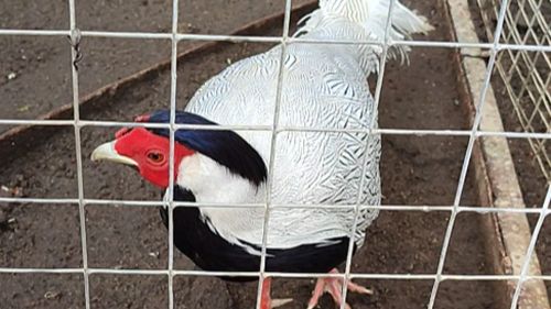 Фазан серебряный