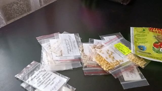 Необходимые условия для получения качественных семян сортовых томатов и перцев