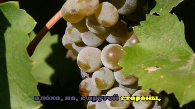 Титов: подделка российских товаров в Китае говорит о высоком спросе на них