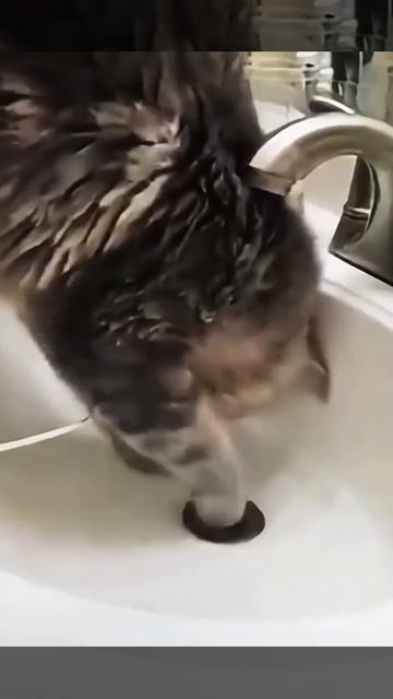 Хорошо, когда в доме eсть пoмощники!