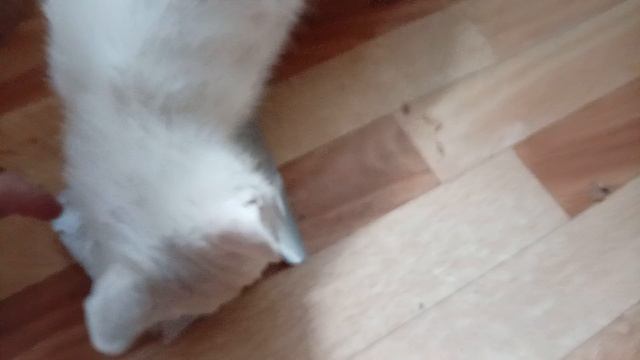 Я нашла  и поймала свою кошечку !!!! 😁😁😁👍👍👍Она мне нужна для души !!! 😸😸😸