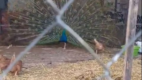 Интересное соседство!Павлин и курицы🐔🦚