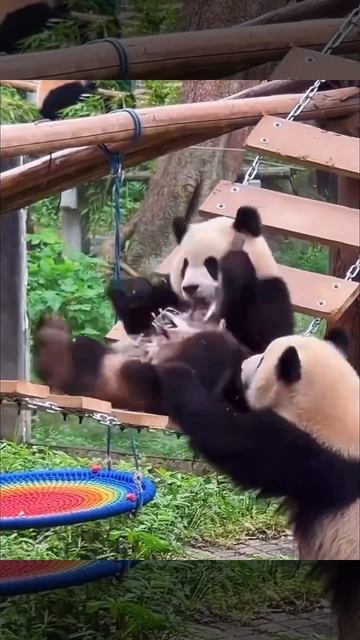 Непоседливые панды 🐼☺️🤩♥️😍