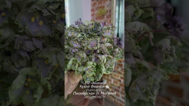 ЛЕ-Анечка и новинка!!! Парный сорт КФ-Ванечка. Уже закрепленный спорт сорта ЛЕ-Анечка начинает