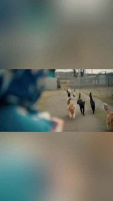 Кошачья погоня / The Cat Chase  #забавныйпитомец #Cats ##AL