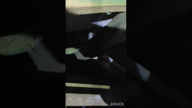 👀 Чердак крыши нарушены 5-ть важных требований в итоге. Конденсат, вода, древесина гниет, грибок.