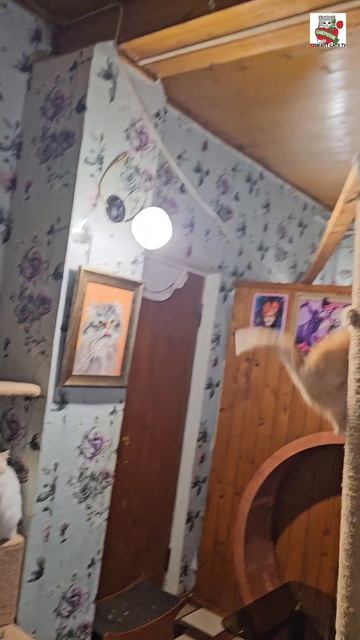 Утренняя зарядка 🌞💪❤️😻🌛