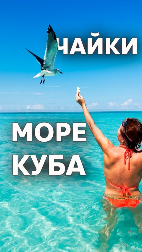 Чайки Море Куба #Варадеро