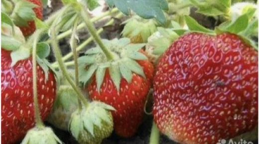 Решила вырастить рассаду Клубники (Садовой земляники)