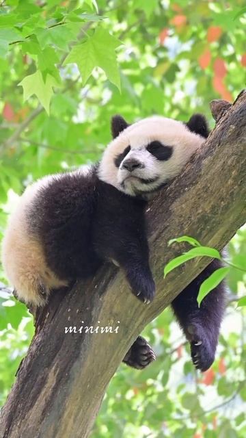 VID_20251123_231823_402.mp4