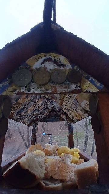 1000005331.mp4Жизнь кормушки.24.11.2025г.