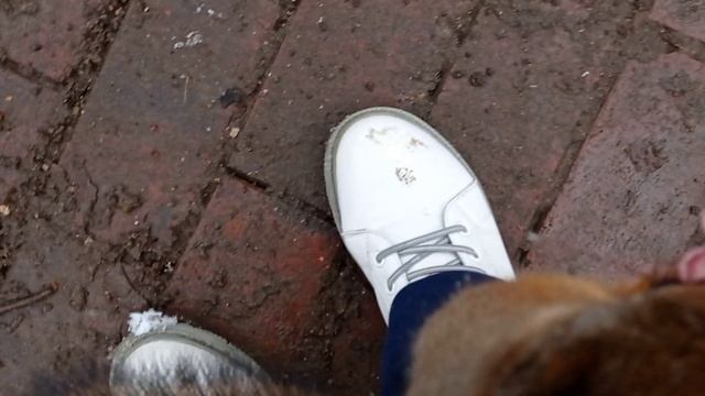 Белки в Царицыно.