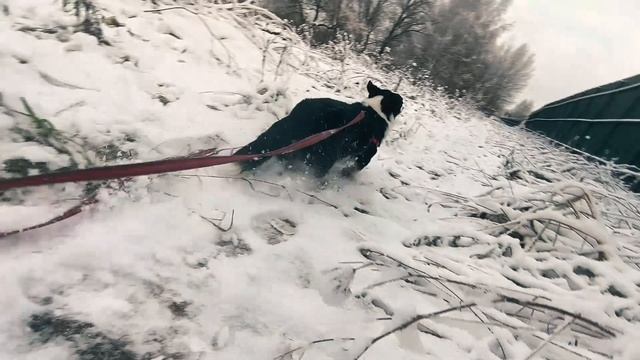 Белая гора, музклип #корги Клеопатра, ноябрь .#ai suno (#russianrock #orchestra )#capcut