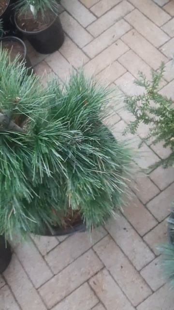 ❤🌲Сосна Веймутова Пендула Ниагара Фолс
✔Продажа растений в телеграм канале:
https://t.me/love_is_h