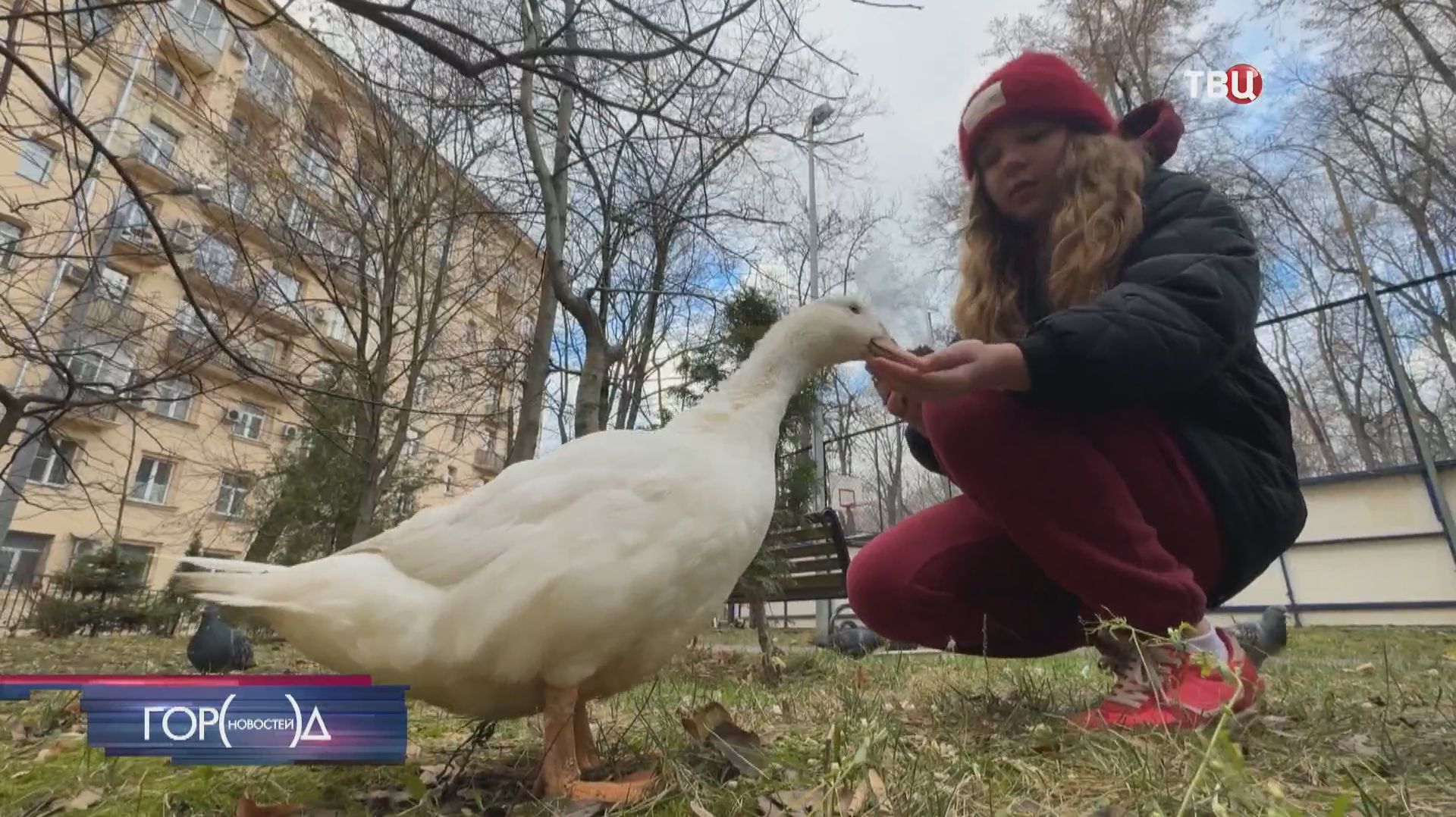 Утка Вася стала всеобщей любимицей в одном из московских дворов