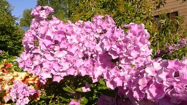 Флокс Примирение