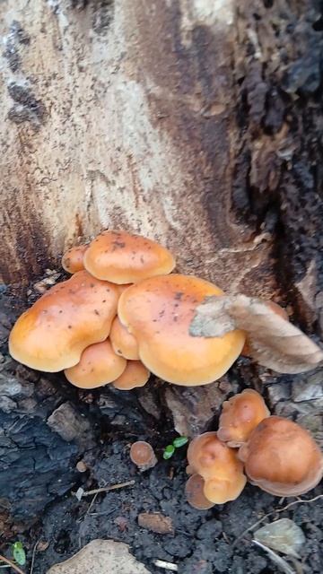 1000005307.mp424.11.2025г.