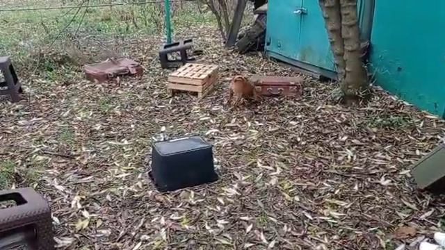 Занятия по СПГ. DogForce.ru