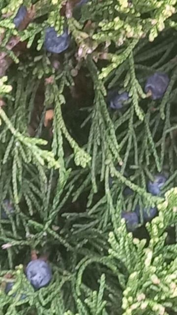 Крым это можжевельник плодоносит