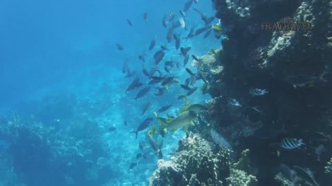 Amphoras Blu Ultra-AIl Adults Friendly риф отеля . Отдых в ШАРМ ЭЛЬ ШЕЙХЕ. РЕЛАКС ВИДЕО