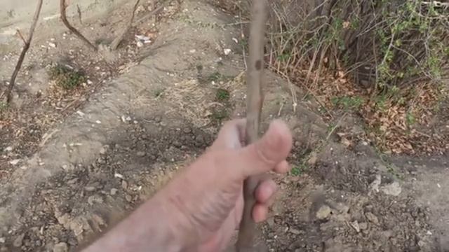 КАК ПРАВИЛЬНО САЖАТЬ САЖЕНЕЦ ПЕРСИКА