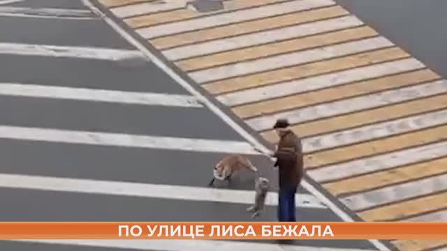 По улице лиса бежала