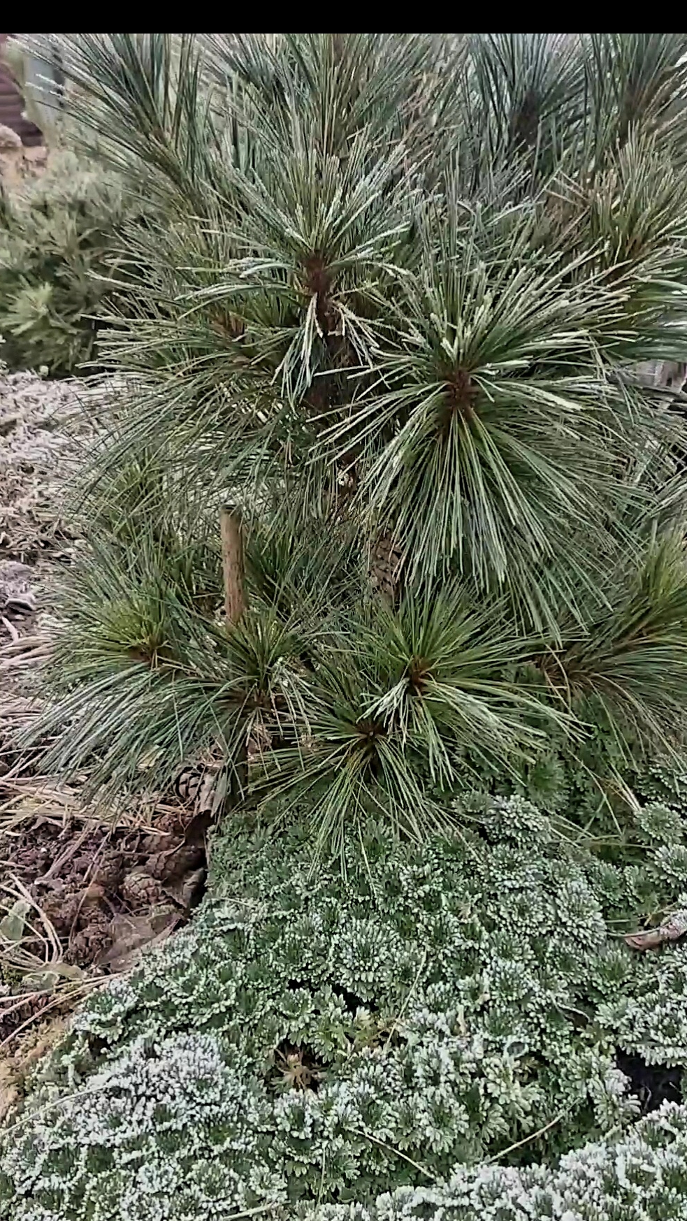 Сосна Шверина Витхорст