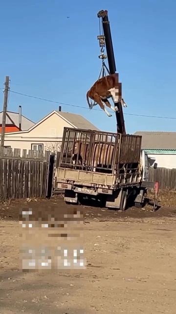 Рамазан фермер.