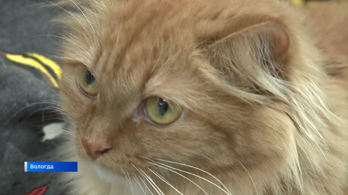 Бездомные животные ищут любящих хозяев среди вологжан