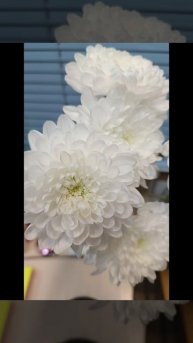 Для настроения 🌸🌼🏵️