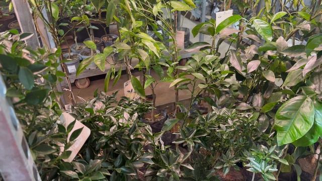 Обзор растений в Санкт-Петербурге 23 ноября