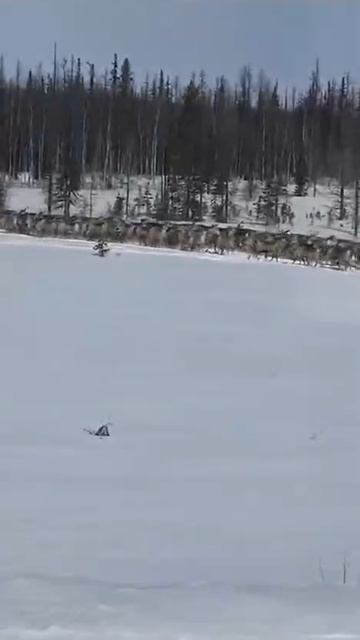 У каждого свое утро
(а олени лучше)

Камчатка. Стадо оленей в 800 голов переходит дорогу. Ни пешеход